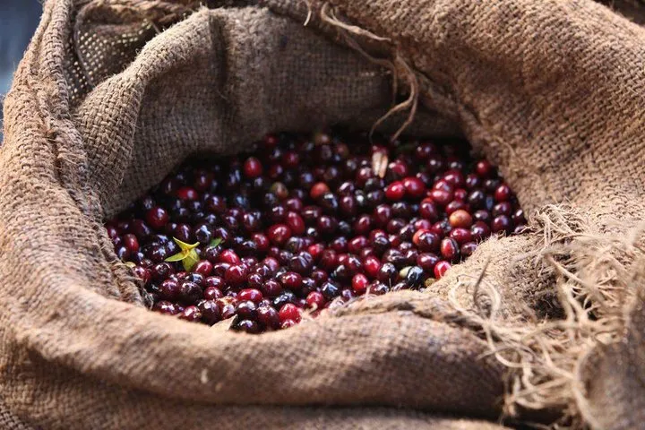 Jimma et la Région du Café