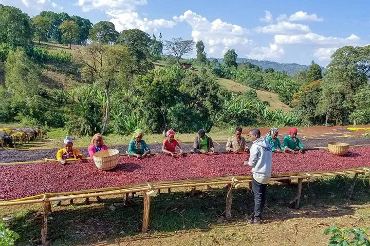 Jimma et la Région du Café