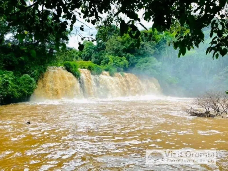 Jimma et la Région du Café