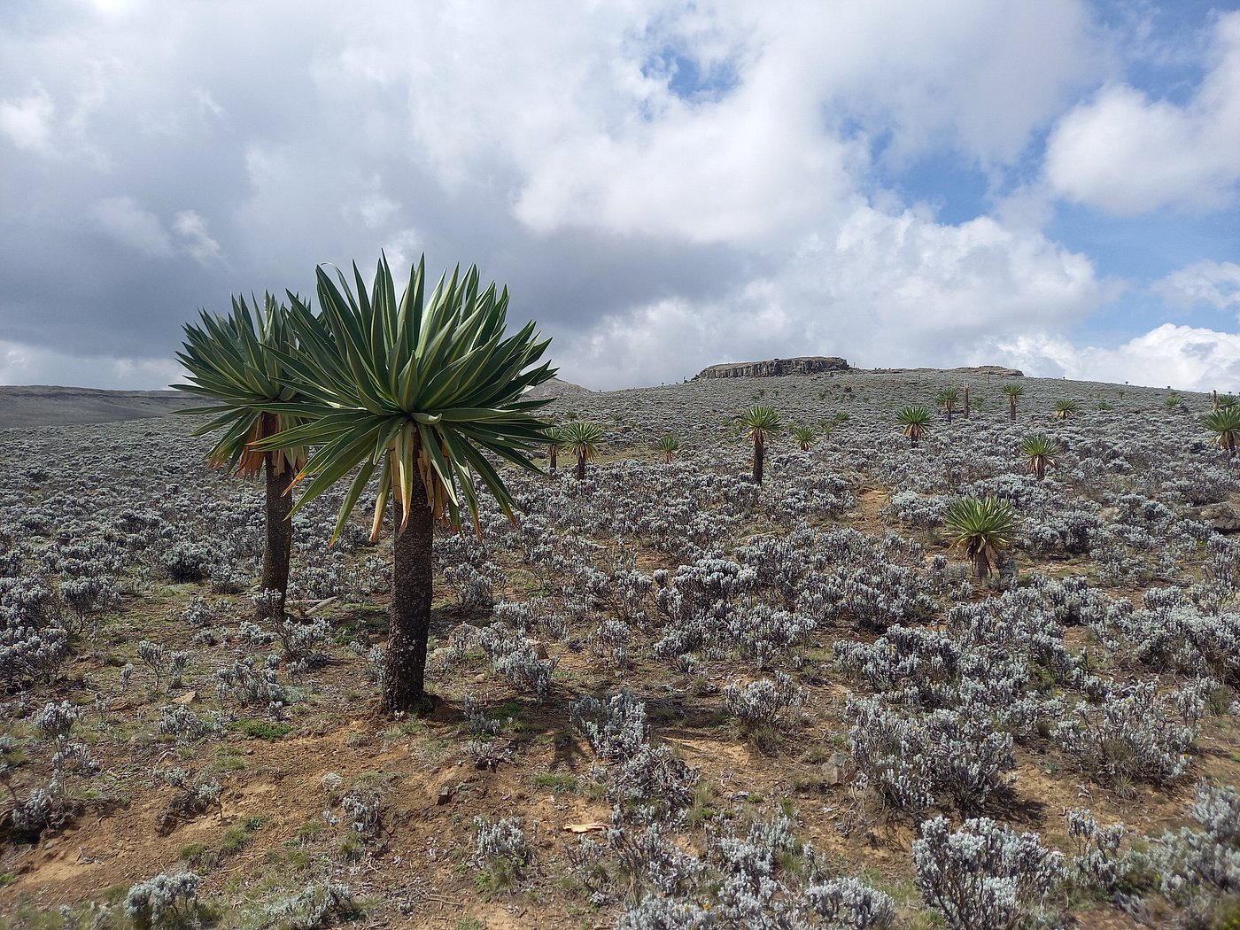 Bale Mountains National Park gallery