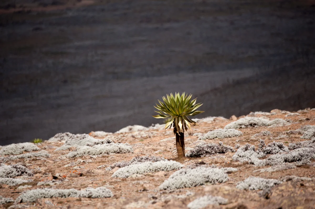 Grand Sud – Vallée de l’Omo, monts Bale et Harar
