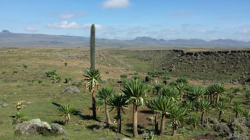 From Royal Palaces to the Roof of Africa: The Ultimate 7-Day Ethiopia Trek & Cultural Adventure